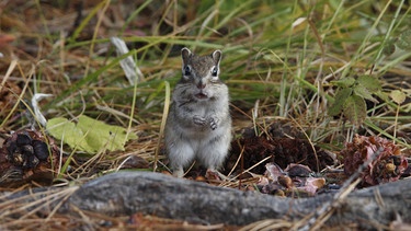 Ein Streifenhörnchen. | Bild: BR/Riho Västrik