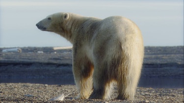 Am Ende ihrer Reise treffen die beiden Abenteurer auf ein Tier, dem sie auf keinen Fall begegnen wollten. Es ist der Herrscher der Arktis, das größte Landraubtier der Erde, der Eisbär. | Bild: BR/Riho Västrik