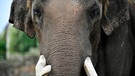 Ein Elefant im Tierpark Berlin. | Bild: rbb/Thomas Ernst