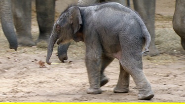 Elefantenbaby Assam spielt mit der Herde. | Bild: NDR/DocLights GmbH