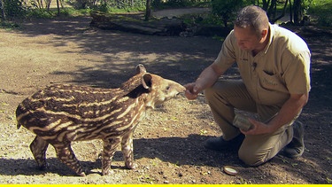 Tierpfleger Thomas Günther hat Tapirbaby Parima mit etwas Honig nach Draußen gelockt. | Bild: NDR/DocLights GmbH
