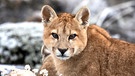 Ein junger Puma lernt früh seine Umgebung genau zu beobachten. | Bild: NDR/DocLights GmbH/Terra Mater/Nicolas Lagos