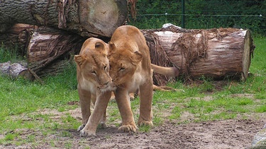 Die Löwen sind endlich zurück im Aussengehege. | Bild: Radio Bremen/Jaderpark