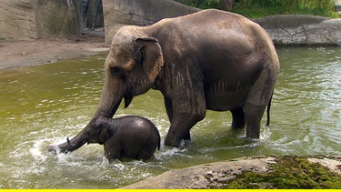 Babyelefant Assam beim Baden. | Bild: NDR/DocLights GmbH