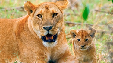 Löwenjunge bleiben etwa zweieinhalb Jahre in der Obhut ihrer Mutter. Gesäugt werden sie allerdings auch von den anderen Weibchen im Rudel. | Bild: NDR Naturfilm/Reinhard Radke