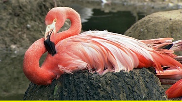 Die Flamingos brüten. | Bild: NDR/DocLights GmbH