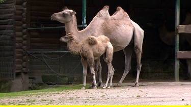 Das Kamelbaby sieht schlapp aus. | Bild: NDR/DocLights GmbH