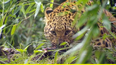 Für die Leoparden gibt es heute Hühner. | Bild: NDR/DocLights GmbH