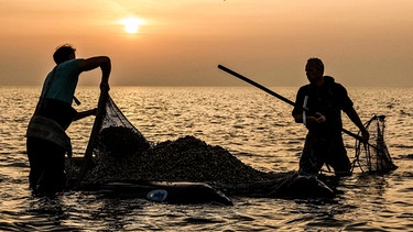 Muschelfischer bei der Arbeit. | Bild: NDR/Pieter-Rim de Kroon