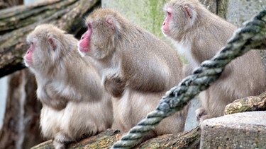 Überraschung bei den Japanmakaken: Die Oma der Wilhelma-Gruppe hat noch einmal ein Jungtier bekommen. | Bild: SWR/Jens Klinger