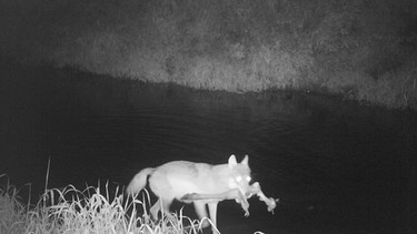 Wolf mit Beute an der Pegnitz im Veldensteiner Forst. | Bild: BR/Bayerische Staatsforsten (BaySF)/Sebastian Bäumler