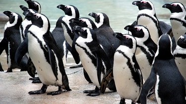 Bei den Pinguinen ist immer etwas los. Heute werden Schnäbel gefeilt. | Bild: SWR/Jens Klinger