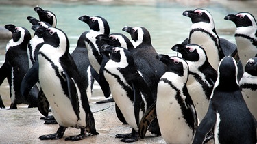 Bei den Pinguinen ist immer etwas los. Heute werden Schnäbel gefeilt. | Bild: SWR/Jens Klinger