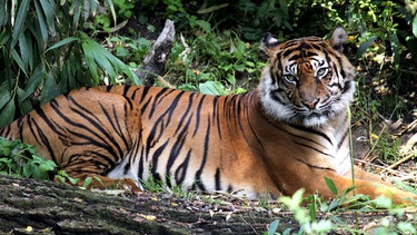 Tiger Carlos ist unzufrieden. Er darf nicht in das Gehege von Tigerin Dumai, denn momentan ist Tigernachwuchs unerwünscht. | Bild: SWR/Jens Klinger