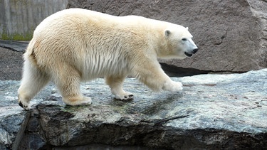 Auch in der Wilhelma brauchen die Eisbären regelmäßige Beschäftigungsprogramme. Heute gibt es gefüllte Plastikkanister. | Bild: SWR/Jens Klinger