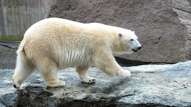 Auch in der Wilhelma brauchen die Eisbären regelmäßige Beschäftigungsprogramme. Heute gibt es gefüllte Plastikkanister. | Bild: SWR/Jens Klinger