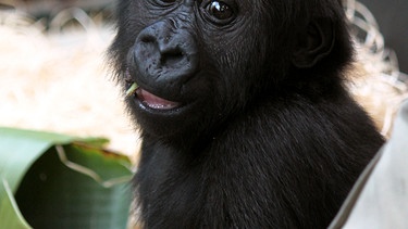 Gorillamädchen Claudia: Die Gorillababys der Menschenaffenaufzuchtstation in der Wilhelma sollen nicht zu sehr auf den Menschen geprägt werden. Gorillamädchen Claudia muss schon früh lernen, sich an ihre Artgenossen zu gewöhnen. | Bild: SWR/Jens Klingler