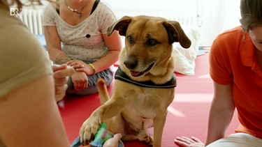 Therapiehund (Schäfermischling) "Jake" ist ein erfolgreicher Co-Therapeut bei behinderten Kindern. | Bild: BR