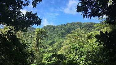 Impressionen vom Regenwald auf der Insel St. Vincent in der Karibik. | Bild: BR/Bewegte Zeiten Filmproduktion GmbH/Bettina Zettler