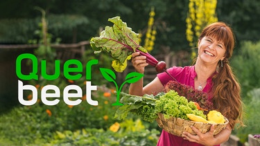 Key Visual Sendereihenbild mit Typo zu "Querbeet". "Querbeet" ist eine Magazinsendung mit Sabrina Nitsche für alle, die an gärtnerischen Themen interessiert sind. Mit jahreszeitlich abgestimmten Pflanzenporträts, praktischen Tipps zur Pflanzenpflege, Vorstellung von Heil- und Giftpflanzen, Rezepten, Aufnahmen aus europäischen Gartenanlagen. | Bild: BR/Lisa Hinder/Montage: BR