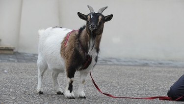 Die Ziege "Frau Gregor". | Bild: BR/Marco Orlando Pichler