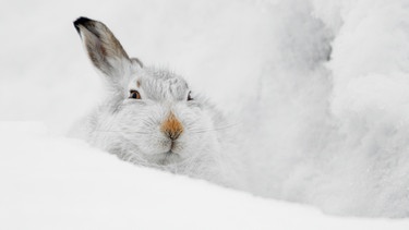 Gut getarnt versteckt sich ein Schneehase vor seinen Feinden. | Bild: NDR/Terra Mater Studios GmbH/Maramedia/Skyland Prod./Fergus Gill