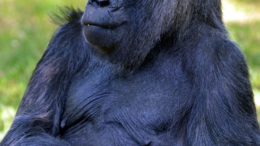 Gorilla Fatou im Zoo Berlin. | Bild: rbb/Thomas Ernst