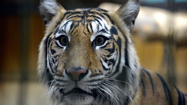 Ein neuer Sumatra-Tiger im Tierpark Berlin. | Bild: rbb/Thomas Ernst