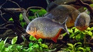 Der Rote Schulterfleck-Piranha zählt zu den größten Piranha-Arten. In Südamerika frisst er tote und kranke Tiere und hält so als Gesundheitspolizei die Süßgewässer sauber. | Bild: BR/Text und Bild Medienproduktion GmbH & Co. KG/Matthias Kraus