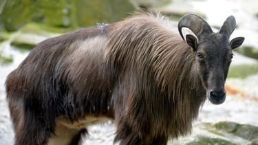 Im Zoo Berlin leben verschiedene asiatische Steinbockarten, die auf drei imposanten Felsenanlagen ein neues zu Hause gefunden haben. In ihren heimatlichen Gebirgsregionen können die Steinböcke in Höhen bis zu 6.700 Metern vordringen. Im Zoo muss ihnen ein 16 Meter hoher Felsen genügen. Zumindest für die Tierpfleger ist dieser „steile“ Arbeitsplatz eine tägliche Herausforderung. - Im Bild: Ein Himalaya-Tahr-Bock im Zoo Berlin. | Bild: BR/rbb/Thomas Ernst