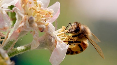 Honigbienen können bis zu 3.000 Blüten am Tag besuchen. | Bild: WDR/Brian McClatchy