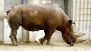 Spitzmaulnashorn im Frankfurter Zoo. | Bild: HR/Petra Bruder