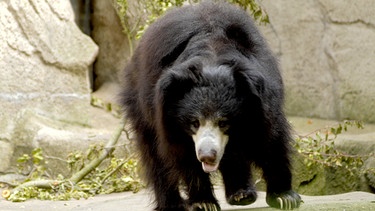 Lippenbär im Zoo Frankfurt. | Bild: HR/Petra Bruder