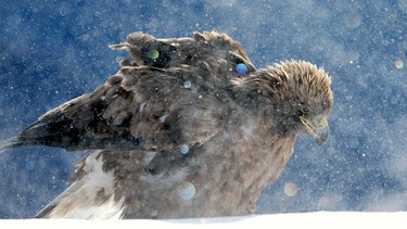 Für junge Steinadler ist der erste Winter ohne ihre Eltern schwer. | Bild: SWR/Albert Mächler