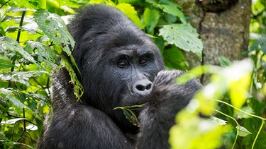 Bergorilla in Uganda. | Bild: HR/Reinhard Mink