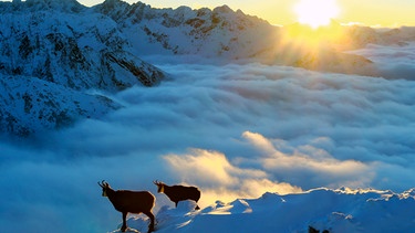 Leben über den Wolken – wie Schiffbrüchige haben Gämse nach der Eiszeit im Hochgebirge der Tatra überlebt und hier sogar eine eigene Unterart gebildet. | Bild: NDR/NDR Naturfilm/Doclights GmbH/Arolla Film/Karol Kalisky