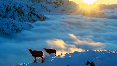 Leben über den Wolken – wie Schiffbrüchige haben Gämse nach der Eiszeit im Hochgebirge der Tatra überlebt und hier sogar eine eigene Unterart gebildet. | Bild: NDR/NDR Naturfilm/Doclights GmbH/Arolla Film/Karol Kalisky