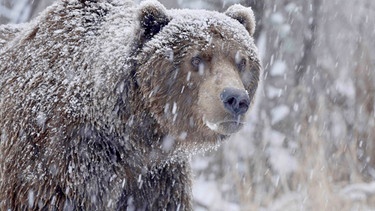 Braunbär im Schneetreiben. | Bild: MDR/Altayfilm