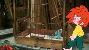 Zwei Nachbarinnen bringen Meister Eder einen Wellensittich. Dem Pumuckl gefällt der Vogel gar nicht, er öffnet die Käfigtür und lässt ihn zum Fenster hinausfliegen. | Bild: BR/Infafilm GmbH/Original-Entwurf "Pumuckl"-Figur: Barbara von Johnson