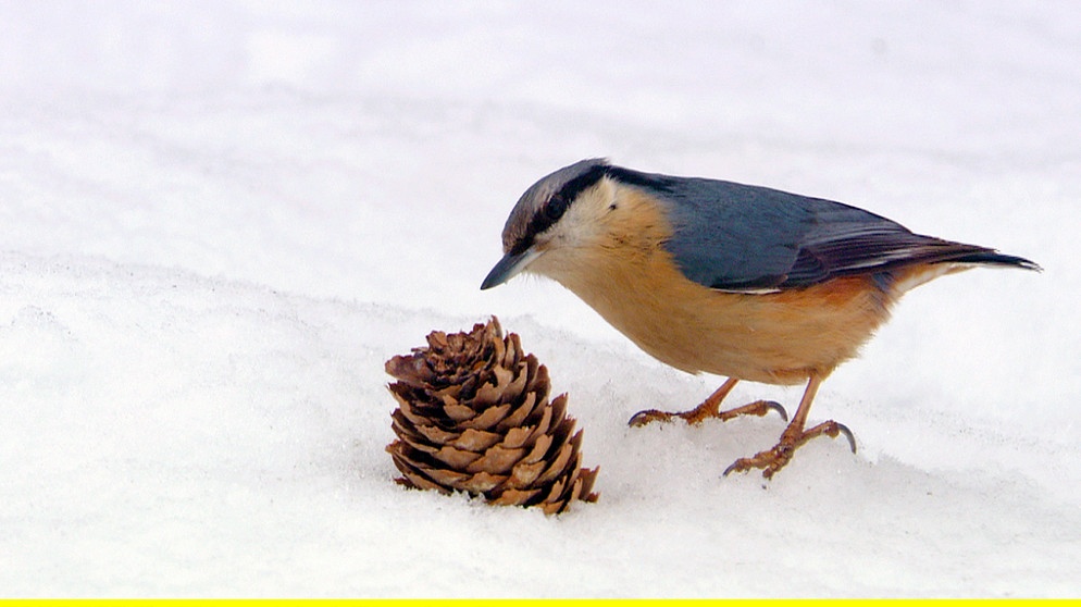 Abenteuer Wildnis BR Fernsehen Fernsehen BR.de