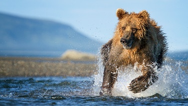 Der Braunbär jagt im flachen Wasser nach Lachsen. Während der Lachswanderung deckt er fast 90% seines jährlichen Energiebedarfs. | Bild: NDR/Doclights GmbH/Silverback Films 2015/Oliver Scholey