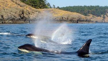 Orcas patrouillieren die Küsten vor dem Olympic Nationalpark. | Bild: NDR/NDR Naturfilm/Doclights GmbH