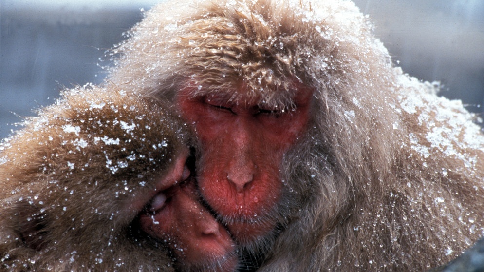 In Jigokudani, das "Höllental" der japanischen Alpen, haben 300 Schneeaffen einen sicheren Zufluchtsort. Die Schlucht mit ihren heißen Quellen wurde extra für die Affen als Nationalpark ausgewiesen. Aber der geheimnisvolle Ort hat noch etwas Besonderes: Menschen und Schneeaffen gehen hier in den heißen Quellen genussvoll den Badefreuden nach. | Bild: BR/Jens-Uwe Heins