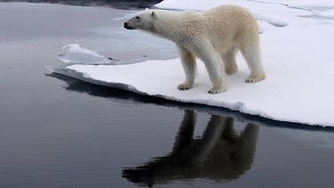 Ein junger Eisbär entdeckt eine Robbe. | Bild: BR/Kai Schubert