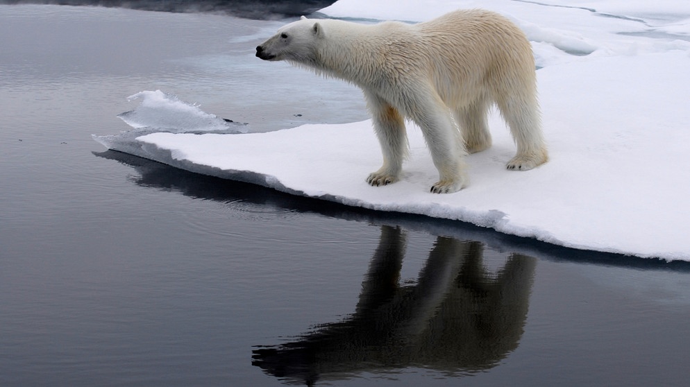 Ein junger Eisbär entdeckt eine Robbe. | Bild: BR/Kai Schubert