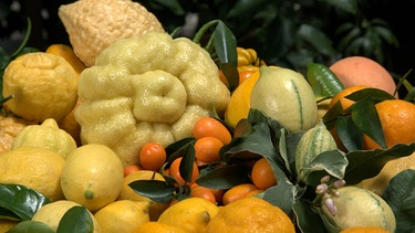 Oskar Tintori ist zweifelsohne einer „der“ Experten in Sachen Citrus-Gewächse. In seinem Betrieb in der Nähe von Florenz widmet er sich Orangen, Zitronen und Mandarinen, düngt, schneidet, gießt und veredelt sie. | Bild: BR