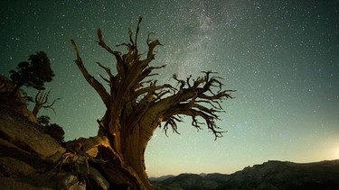 Ein Bild wie aus einem Tim Burton Film. Eine Kiefer im Yosemite Nationalpark bei Nacht. | Bild: NDR/NDR Naturfilm/doclights