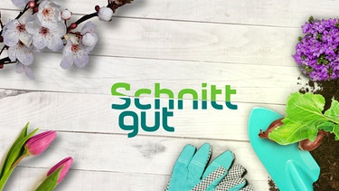 Key Visual/Cover Sendereihenbild mit Typo zu "Schnittgut". Experten geben Tipps für die Gartenpraxis und die Gestaltung von Gärten, Terrassen und Balkonen. Einen Schwerpunkt bilden Berichte über Pflanzen und Filme über die schönsten Gärten der Welt. Hinzu kommen viele Anregungen und Gestaltungs-Inspirationen sowie Bastelvorschläge, Rezepte und Wissenswertes über Ernährung, Gesundheit und Heilpflanzen. | Bild: BR