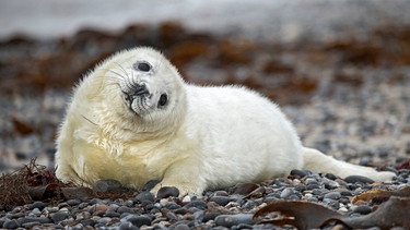 Kegelrobbenbaby auf Helgoland. | Bild: HR/Reinhard Mink