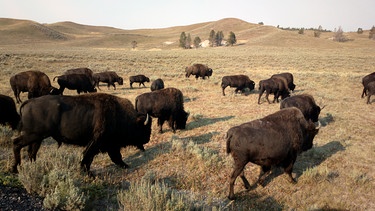 Der Bison ist der größte Pflanzenfresser im Yellowstone Nationalpark. | Bild: NDR/Doclights